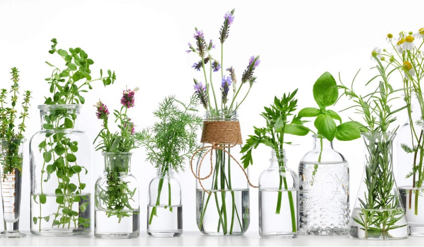Discover Nature's Pharmacy: 10 Essential Oils with Powerful Antibacterial Properties
